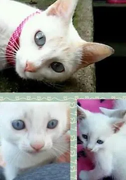 Gato ra a SRD idade  nome Cindy e as filhinhas