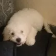 Igui