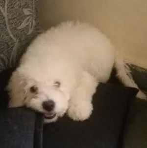 Cachorro raça poodle  idade 2 a 6 meses nome Igui