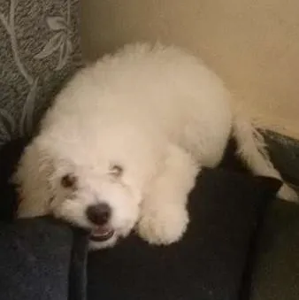 Cachorro ra a poodle  idade 2 a 6 meses nome Igui