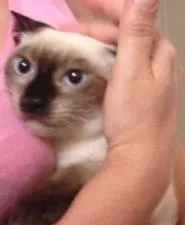 Gato ra a SRD idade 2 a 6 meses nome Nina