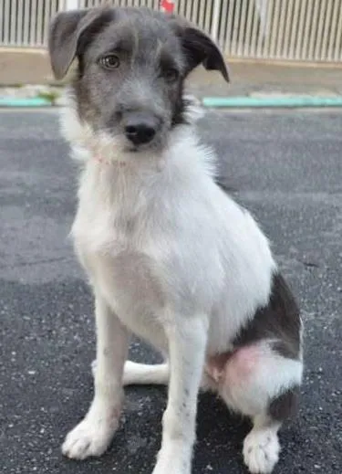 Cachorro ra a SRD idade 7 a 11 meses nome Belinha