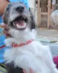 Belinha
