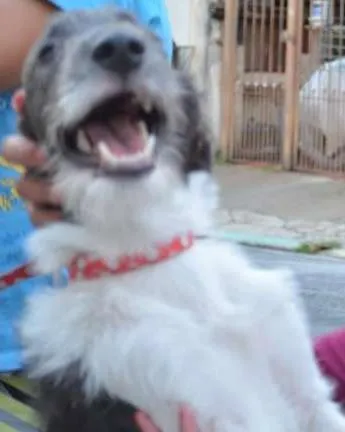 Cachorro ra a SRD idade 7 a 11 meses nome Belinha