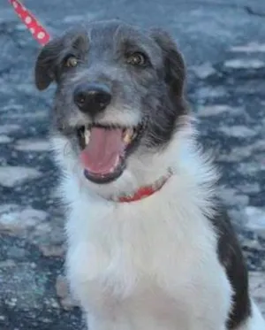 Cachorro raça SRD idade 7 a 11 meses nome Belinha