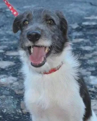 Cachorro ra a SRD idade 7 a 11 meses nome Belinha