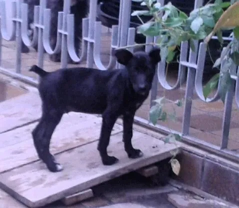 Cachorro ra a  idade 2 a 6 meses nome Fera