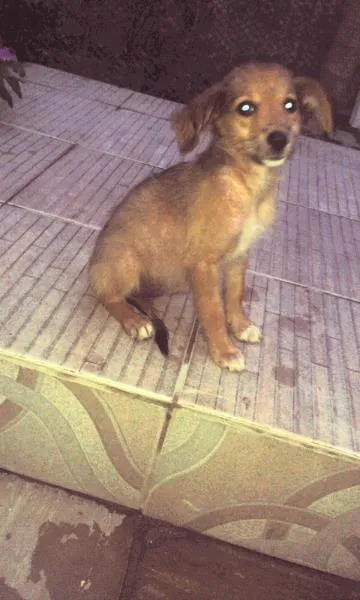 Cachorro ra a  idade 2 a 6 meses nome Bela
