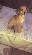 Bela