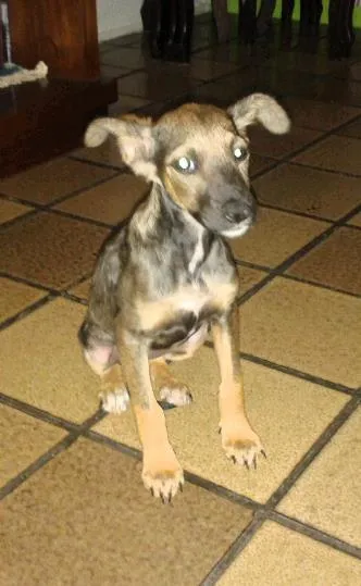 Cachorro ra a  idade 2 a 6 meses nome Milly