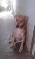 Meninão