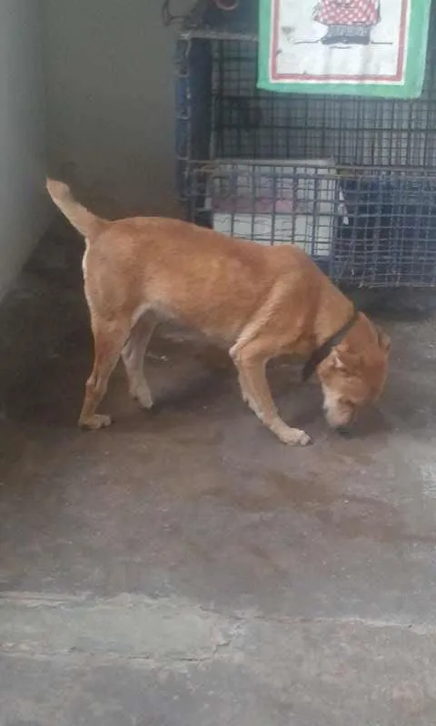 Cachorro ra a  idade 5 anos nome Meninão