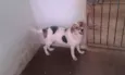 Esperança