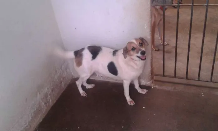 Cachorro ra a  idade 6 ou mais anos nome Esperança