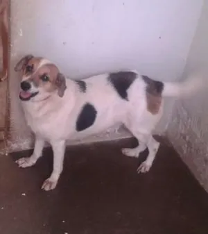 Cachorro raça  idade 6 ou mais anos nome Esperança