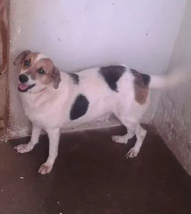Cachorro ra a  idade 6 ou mais anos nome Esperança