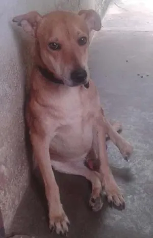 Cachorro raça  idade 5 anos nome Meninão