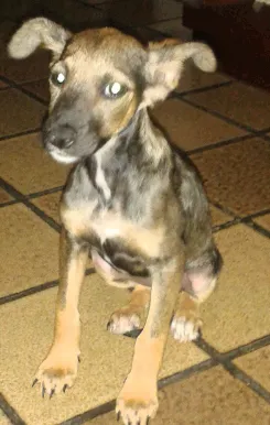 Cachorro raça  idade 2 a 6 meses nome Milly