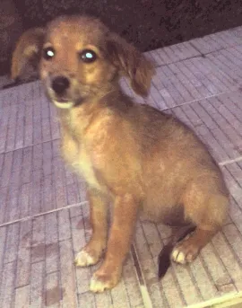 Cachorro raça  idade 2 a 6 meses nome Bela