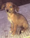 Bela
