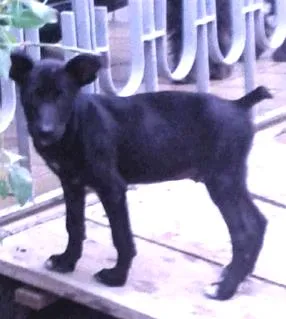 Cachorro raça  idade 2 a 6 meses nome Fera