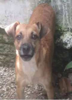 Cachorro raça SRD idade 3 anos nome Vioketa