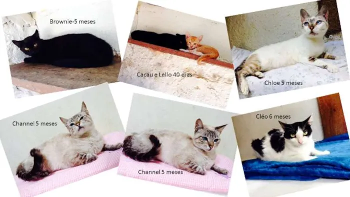 Gato ra a SRD idade  nome Gatos