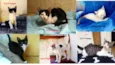 Gatos