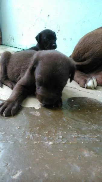 Cachorro ra a mistura com pit bull idade Abaixo de 2 meses nome Filhotes lindos