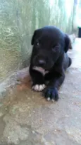 Filhotes lindos