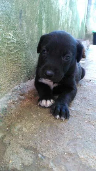 Cachorro ra a mistura com pit bull idade Abaixo de 2 meses nome Filhotes lindos