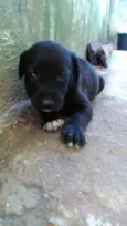 Filhotes lindos