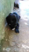 Filhotes lindos