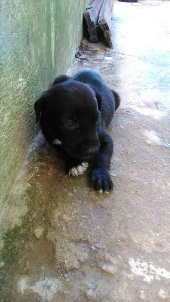 Cachorro ra a mistura com pit bull idade Abaixo de 2 meses nome Filhotes lindos