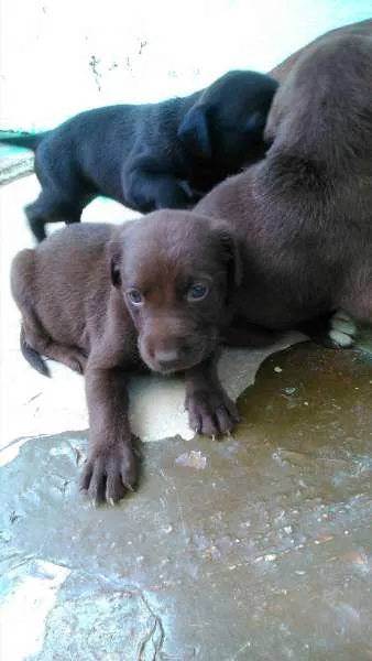 Cachorro ra a mistura com pit bull idade Abaixo de 2 meses nome Filhotes lindos