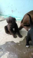 Filhotes lindos