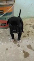 Filhotes lindos