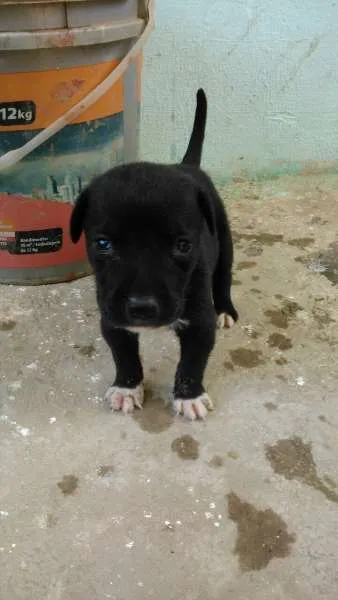 Cachorro ra a mistura com pit bull idade Abaixo de 2 meses nome Filhotes lindos