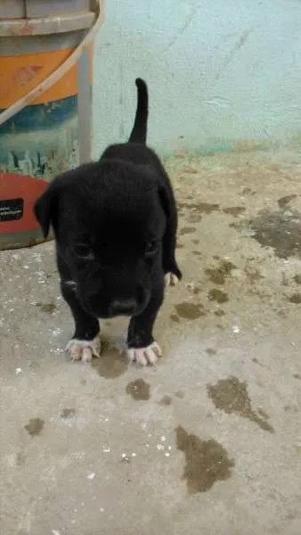 Cachorro ra a mistura com pit bull idade Abaixo de 2 meses nome Filhotes lindos