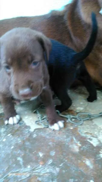 Cachorro ra a mistura com pit bull idade Abaixo de 2 meses nome Filhotes lindos