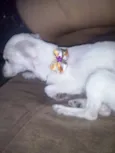 Pequena