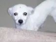 Pequena