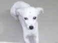 Pequena