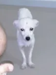 Pequena