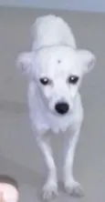 Pequena