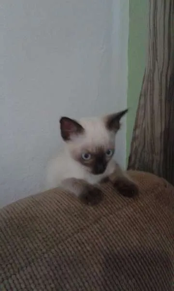 Gato ra a SRD idade 2 a 6 meses nome Romeu 