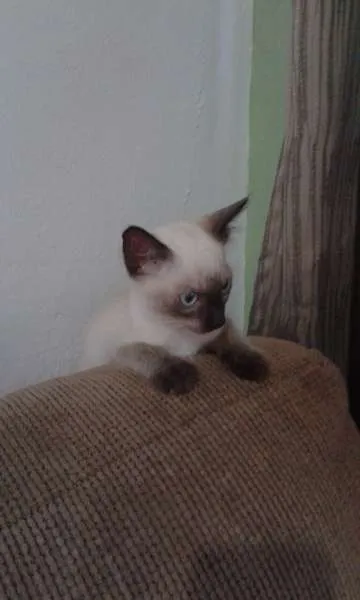 Gato ra a SRD idade 2 a 6 meses nome Romeu 