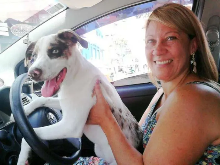 Cachorro raça Dálmata idade 2 a 6 meses nome Leonardo