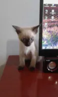 Romeu 