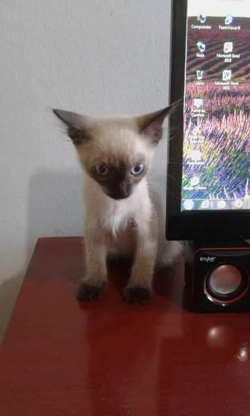 Gato ra a SRD idade 2 a 6 meses nome Romeu 